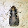 Xestia c-nigrum